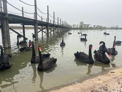 -池杉湖湿地公园