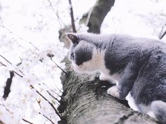 -武汉大学-樱园