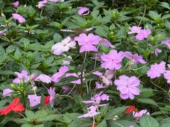 -野象谷景区