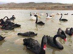 -新疆天山野生动物园