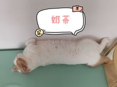 -猫在这儿猫咪咖啡馆·撸猫馆