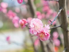 -秀丽东方