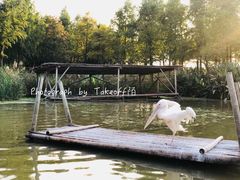 -宁波杭州湾国家湿地公园