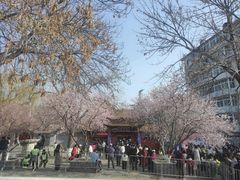 -桃花堤公园
