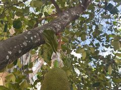 -三亚亚龙湾雅高铂尔曼别墅度假酒店