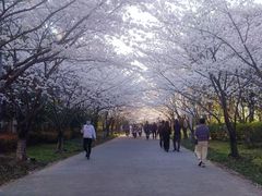 -高东镇樱花园