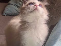 -纳吉亚猫专科动物医院·北北分院
