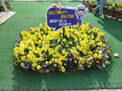 -荷兰花海