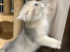 -逗柴咖啡屋·狗咖猫咖宠物桌游