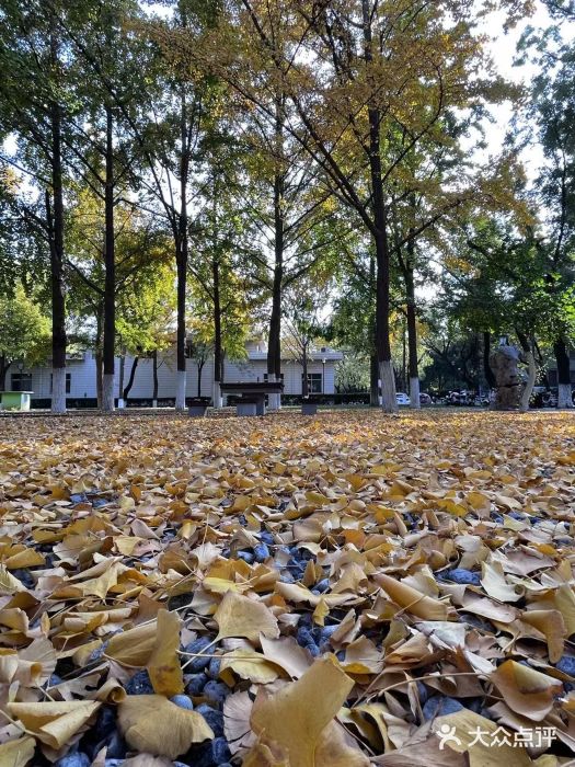 山东大学(趵突泉校区)图片