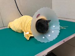 -北京观赏动物医院·24小时大型综合·猫专科·异宠专科