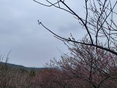 -香雪海