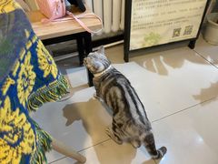 -平行世界·猫咖(首经贸店)