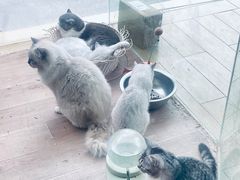 -狗不理喵子(百富路店)
