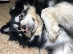 -more than meow吴止猫主题餐厅(承德 中船汇店)