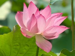 -长兴太湖图影湿地文化园