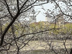 -桃花堤公园