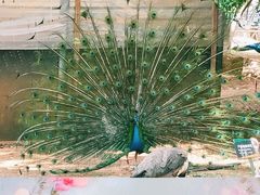 -昆明动物园