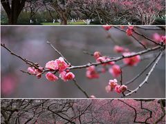 -杭州植物园