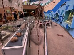 -陕西自然博物馆