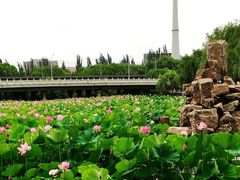 -北陵公园