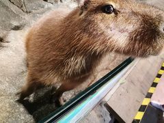 -正佳雨林生态植物园