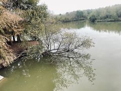 -上海海湾国家森林公园