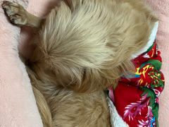 -安安宠医宠物医院·异宠·犬猫内科(岳阳分院)