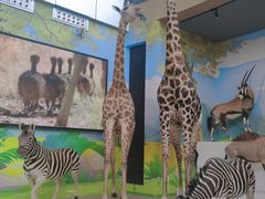 -陕西自然博物馆