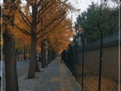 -三里屯东五街银杏大道