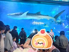 -烟台海昌鲸鲨海洋公园