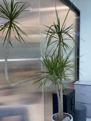 -YESIDO BLACK椰岛造型