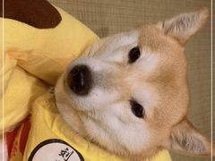 -逗柴咖啡屋·狗咖猫咖宠物桌游