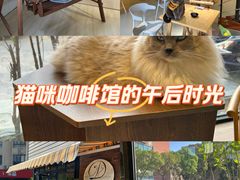 -豆逗聊愈猫阁Easy Life