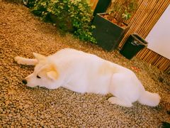 -云里小坐·小院里·团建·宴请·下午茶(三圣乡店)