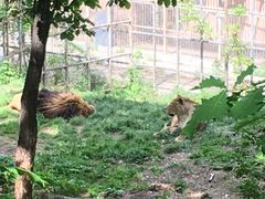 -哈尔滨北方森林动物园