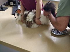 -东方动物医院·宠保定点·骨科·转诊中心(春城路·昆明站分院)