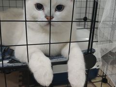 -lincat·猫舍(广州店)