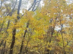 -帽儿山国家森林公园