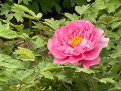 -洛阳市隋唐城遗址植物园