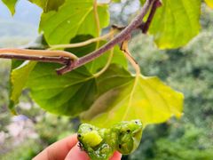 -大岭沟猕猴桃谷风景区