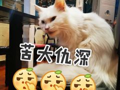 -猫小院猫主题咖啡厅(北锣店)