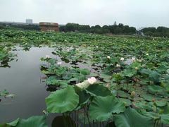 -荷塘月色湿地公园·向阳花洲