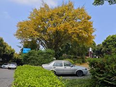 -铁山坪森林公园