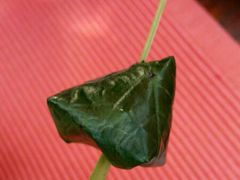 -四季酒店下午茶