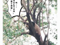 -成都大熊猫繁育研究基地