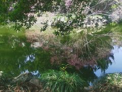 -叶家花园