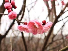-香雪海