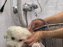 -PETKIT 小佩宠物·低压洗护·美容·寄养(安远店)