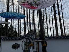 -东平国家森林公园